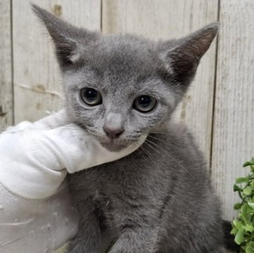 ロシアンブルー【千葉県・女の子・2025年9月18日・ブルー】の写真「このネコちゃんの見学は11月13日で終了となります」