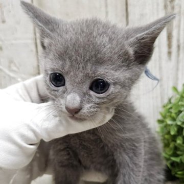 ロシアンブルー【千葉県・男の子・2025年7月10日・ブルー】の写真「このネコちゃんの見学は9月4日で終了となります」