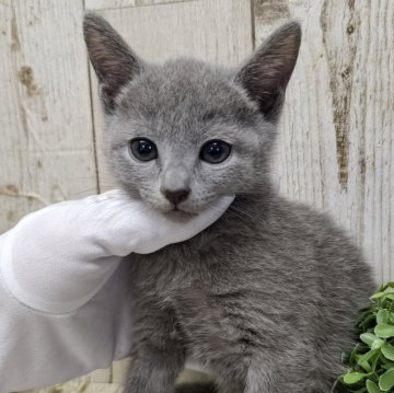 ロシアンブルー【千葉県・女の子・2025年9月18日・ブルー】の写真「このネコちゃんの見学は11月13日で終了となります」