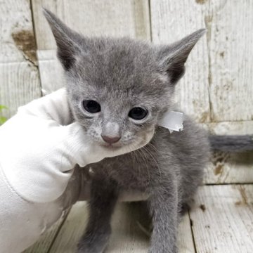 ロシアンブルー【千葉県・男の子・2025年7月10日・ブルー】の写真「このネコちゃんの見学は9月4日で終了となります」
