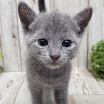 ロシアンブルー【千葉県・女の子・2025年4月24日・ブルー】の写真「このネコちゃんの見学は6月19日で終了となります」