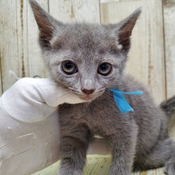 ロシアンブルー【千葉県・女の子・2025年9月4日・ブルー】の写真「このネコちゃんの見学は10月30日で終了となります」