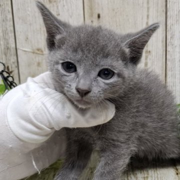 ロシアンブルー【千葉県・女の子・2025年9月18日・ブルー】の写真「このネコちゃんの見学は11月13日で終了となります」