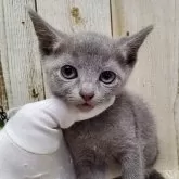 ロシアンブルー