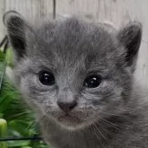 ロシアンブルー