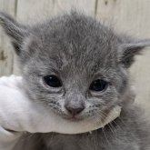 ロシアンブルー