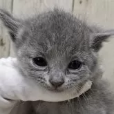 ロシアンブルー