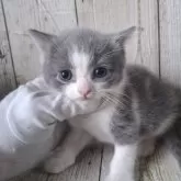 ブリティッシュショートヘア