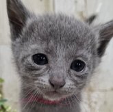 ロシアンブルー