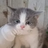 ブリティッシュショートヘア