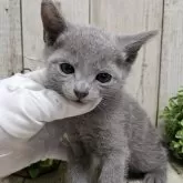 ロシアンブルー