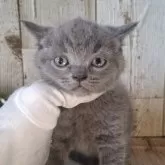 ブリティッシュショートヘア