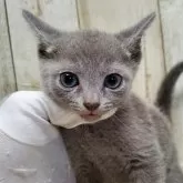 ロシアンブルー