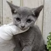 ロシアンブルー