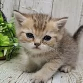 ミヌエット(長足)