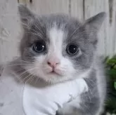 ブリティッシュショートヘア