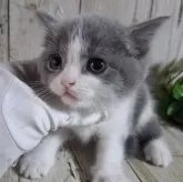 ブリティッシュショートヘア