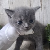 ブリティッシュショートヘア