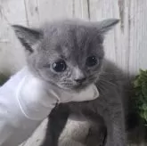 ブリティッシュショートヘア