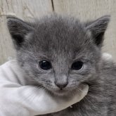 ロシアンブルー