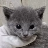 ロシアンブルー