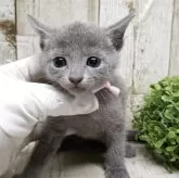 ロシアンブルー【千葉県・男の子・2025年7月10日・ブルー】の写真4