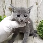 ロシアンブルー【千葉県・男の子・2025年7月10日・ブルー】の写真6