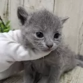 ロシアンブルー【千葉県・女の子・2025年11月12日・ブルー】の写真7