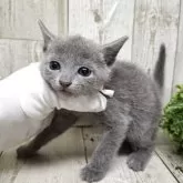 ロシアンブルー【千葉県・男の子・2025年7月10日・ブルー】の写真7