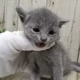 ロシアンブルー【千葉県・女の子・2025年11月12日・ブルー】の写真8