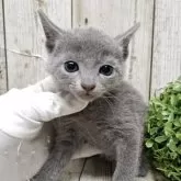 ロシアンブルー【千葉県・男の子・2025年7月10日・ブルー】の写真8