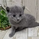 ロシアンブルー【千葉県・女の子・2025年11月12日・ブルー】の写真8