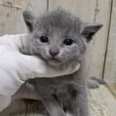 ロシアンブルー【千葉県・女の子・2025年11月12日・ブルー】の写真9