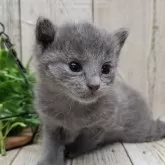 ロシアンブルー【千葉県・女の子・2025年11月12日・ブルー】の写真9