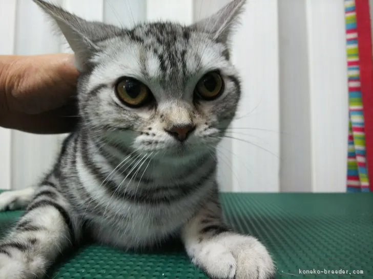 ID：1805-01757の子猫