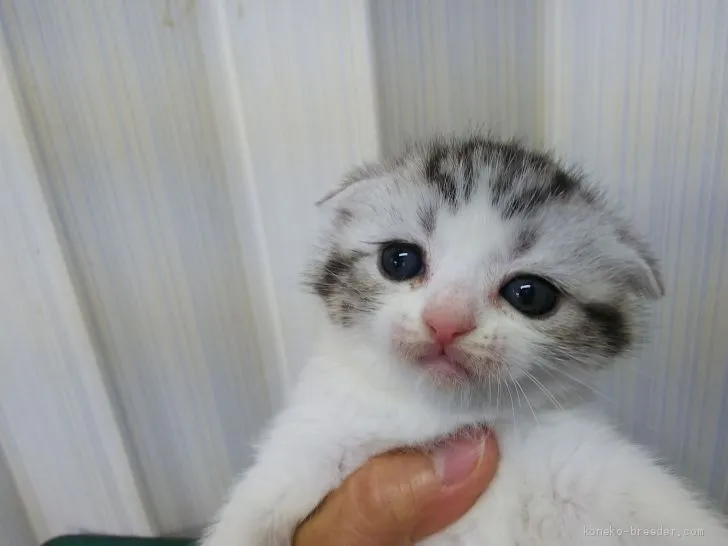 ID:2004-00947の子猫
