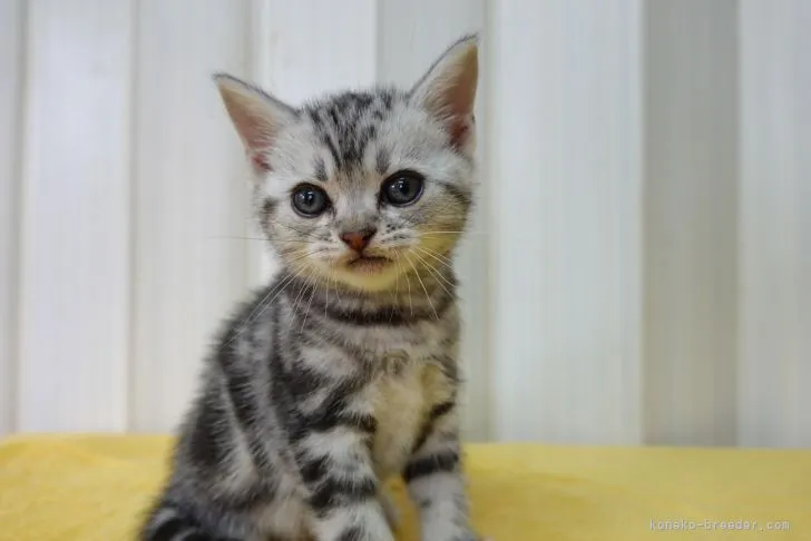 アメリカンショートヘア【茨城県・女の子・2021年5月3日・シルバータビー】の写真1「2021.6.14撮影」