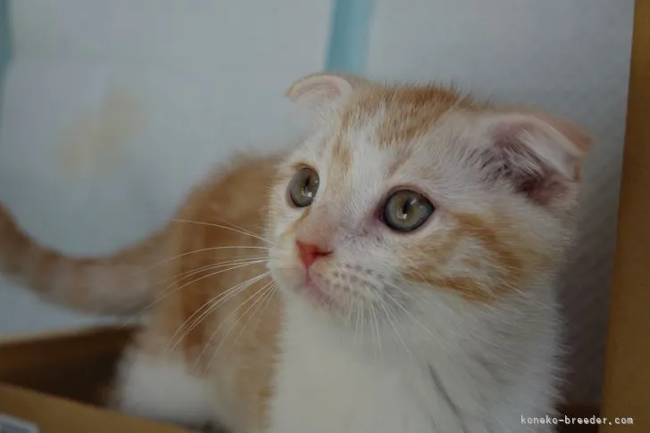 どくうちゃん 様のお迎えした子猫