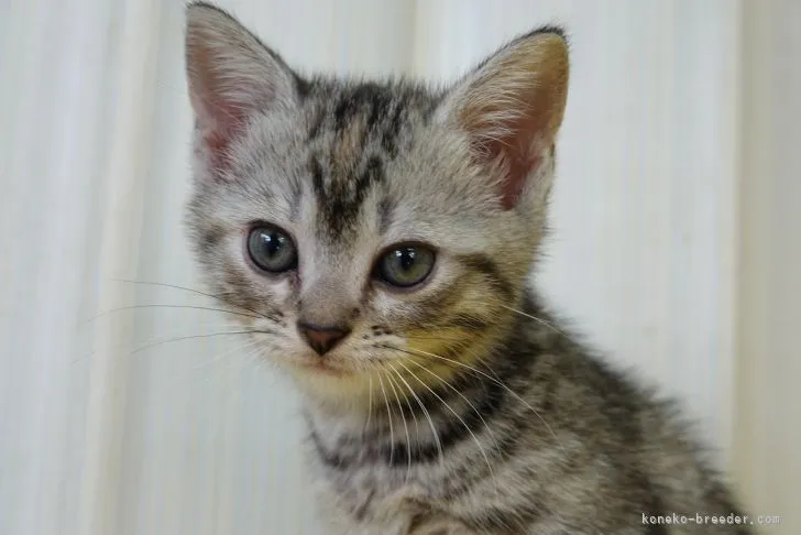 ID：2105-02525の子猫