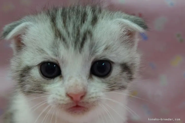 スコティッシュフォールド(折れ耳)【茨城県・女の子・2021年5月2日・シルバーパッチドタビー】の写真1「2021.5.31撮影」