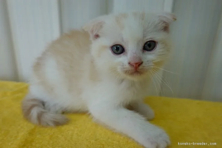 ID：2106-00389の子猫