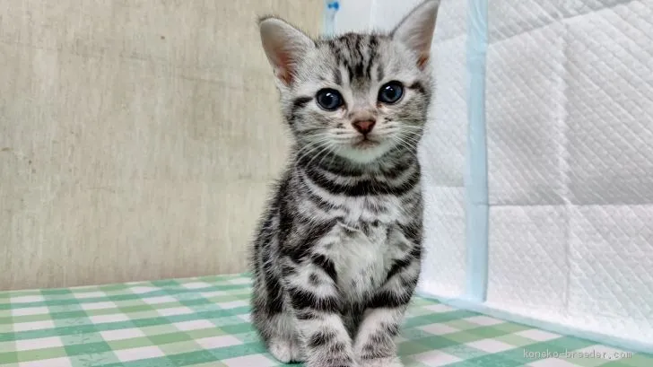 ID：2010-01675の子猫