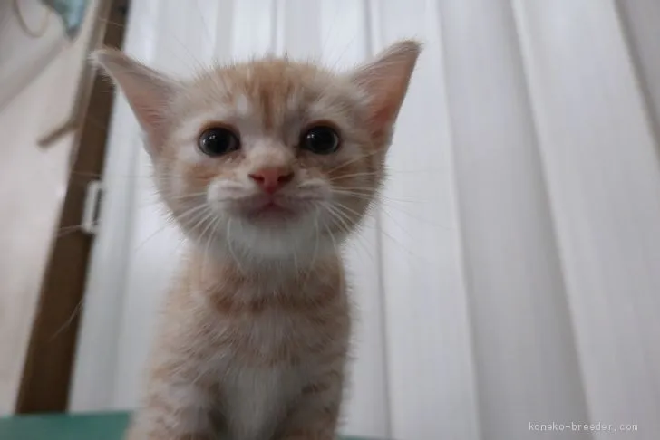 ID：2010-00553の子猫