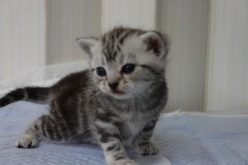 アメリカンショートヘア【茨城県・女の子・2020年4月28日・シルバータビー（短毛）】の写真「かわいい女の子」