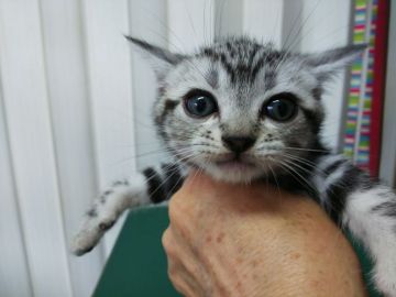 アメリカンショートヘア【茨城県・男の子・2019年5月8日・シルバータビー（短毛）】の写真「いいお顔の男の子」