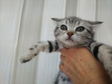 アメリカンショートヘア【茨城県・女の子・2018年10月12日・シルバータビー（短毛）】の写真「優しいお顔の女の子」