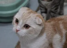 スコティッシュフォールド(折れ耳)【茨城県・男の子・2021年9月17日・レッドタビー&ホワイト】の写真1「2/4撮影」