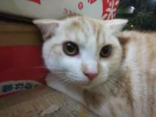 スコティッシュフォールド(折れ耳)【茨城県・男の子・2019年3月22日・】の写真2「9/6撮影」