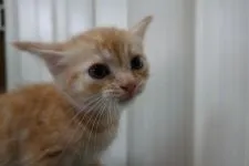 マンチカン(長足)【茨城県・男の子・2020年8月24日・レッドマッカレルタビー】の写真2「2020.10.8撮影」