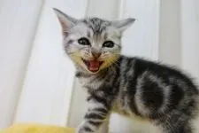 アメリカンショートヘア【茨城県・女の子・2021年5月3日・シルバータビー】の写真2「2021.6.14撮影」